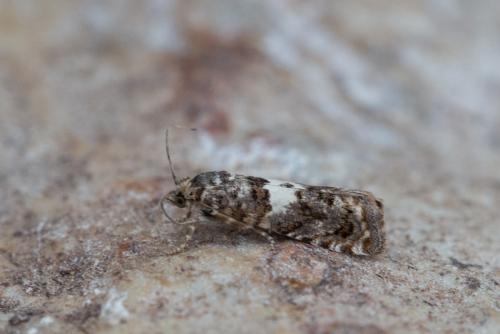 Epiblema graphana